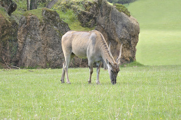 Naklejka na ściany i meble Common eland (Taurotragus oryx) grazing in a meadow