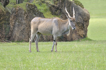 Naklejka na ściany i meble Common eland (Taurotragus oryx) in a meadow
