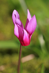 Cyclamen flower