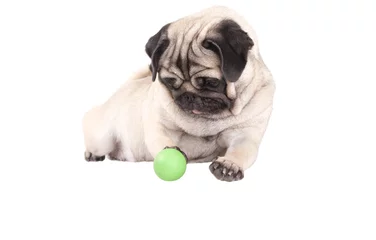 Fotobehang vrolijke blije hond, mopshond, speelt liggend met groene bal, geisoleerd op witte achtergrond © monicaclick
