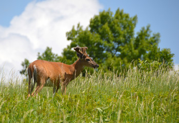 Deer standing in a deep green meadow