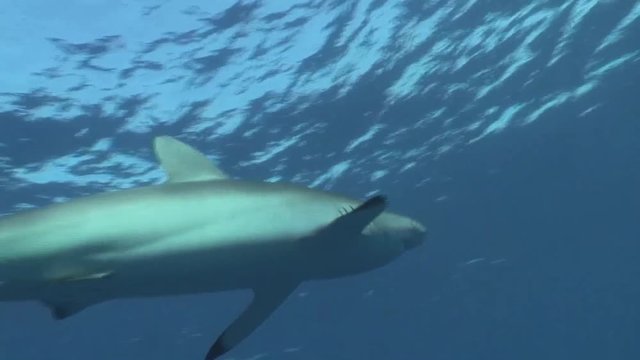 Dangerous Shark Underwater Video Cuba Caribbean Sea