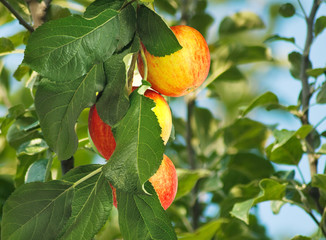  image of apple tree in the garden closeup