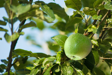  image of apple tree in the garden closeup