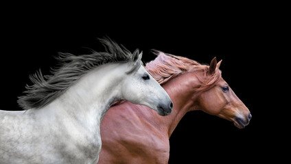 Red and white running horses portraits on the black background