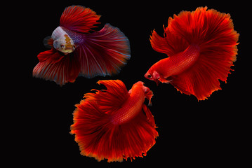 confrontation of siamese fighting fish or betta splendens on black background