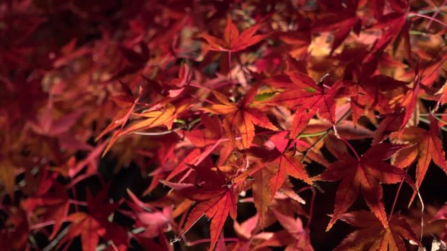 紅葉のライトアップ 北野天満宮もみじ苑