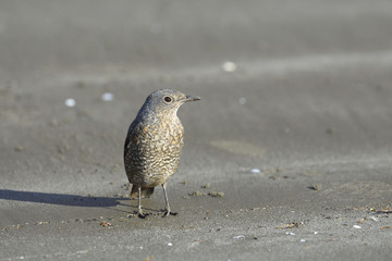 イソヒヨドリ(blue rock thrush)