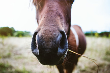 Pferdenase/Pferd mit Grashalm im Maul © Kotarl