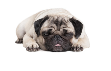 close-up van schattige hond, mopshond, die languit op vloer ligt en tong uitsteekt geisloeerd op witte achtergrond