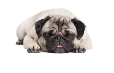 Muurstickers close-up van schattige hond, mopshond, die languit op vloer ligt en tong uitsteekt geisloeerd op witte achtergrond © monicaclick