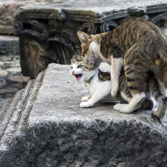 Two domestic cats mating on ancient stone ruins in the Old Town of Budva, Montenegro