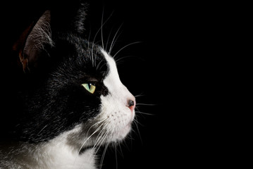 Black and White Cat on black background