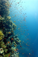 Naklejka na ściany i meble coral reef. School of fish. colorful coral