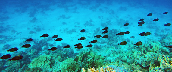 Fischschwarm im Korallenriff