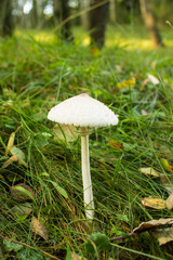 poisonous mushroom a pale toadstool