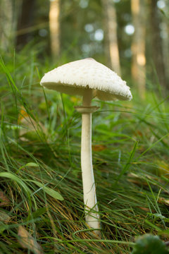 poisonous mushroom a pale toadstool