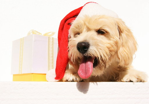 christmas dog