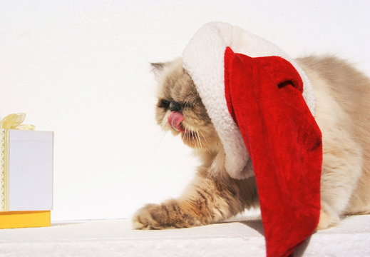 christmas cat