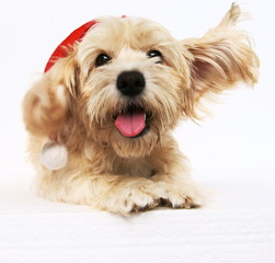 christmas puppy