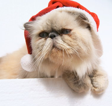 christmas cat