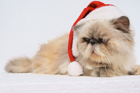 christmas cat