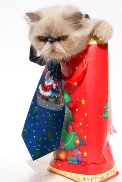 christmas cat