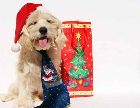 christmas puppy