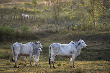Nelore cows in Brazil