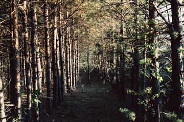 pine young forest in the sunlight, selective focus