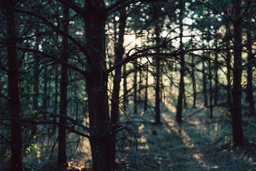 pine young forest in the sunlight, selective focus
