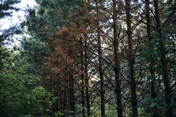 Obraz premium pine young forest in the sunlight, selective focus