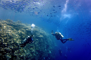 Fototapeta na wymiar diver in clear water and school of fusiliers
