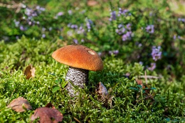 Orange-cap boletus growing in green moss close up.