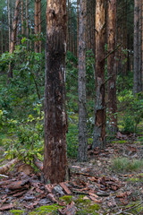 Tree damaged by termites, destruction of the tree. 