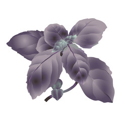 Culinary herbs - basil.
Hand drawn vector illustration of fresh purple basil on transparent background.
