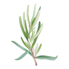 Culinary herbs - rosemary.
Hand drawn vector illustration of fresh rosemary on transparent background.
