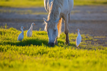 White camargue horse and three cattle erget by the lagoon - obrazy, fototapety, plakaty