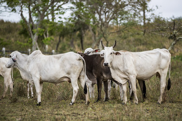 Nelore cows in Brazil
