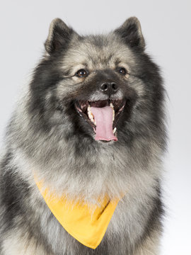 Keeshond puppy portrait. The dog is wearing scarf. Image taken in a studio.