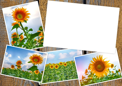 Collage from colors of a sunflower on wooden table with copy space for your text or photo