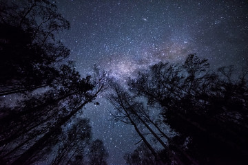Night fotografiya- starry sky, the Milky Way and the dark crowns of trees tending upwards, into the...