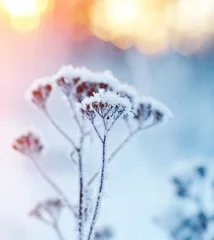 Acrylic prints Winter Winter landscape.Winter scene .Frozenned flower