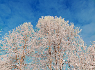 Winter landscape
