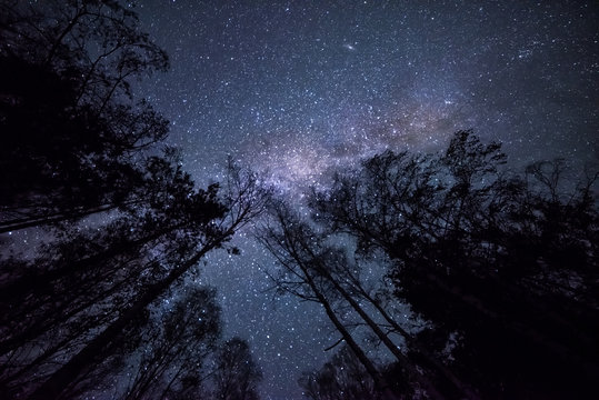 Night fotografiya- starry sky, the Milky Way and the dark crowns of trees tending upwards, into the sky. sky Night landscape
