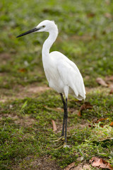 Obraz na płótnie Canvas Little white Egret, Egreta garzetta