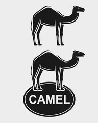 Camel set. Vector