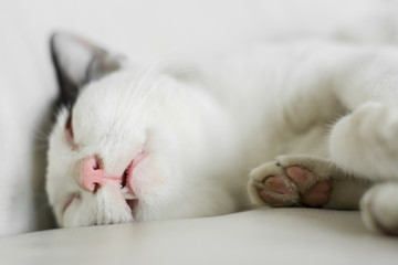 Close up lovely cat sleeping on sofa,Sleeping cat on a sofa, sleeping cat face close up, small sleepy lazy cat, lazy cat on day time, sleepy cat close up.