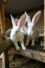 Rabbits in a cage