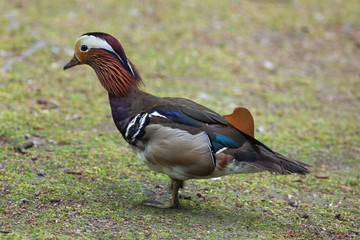 Mandarin duck (Aix galericulata).